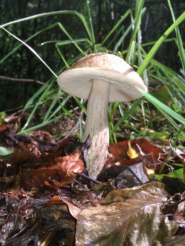 kozák brezový Leccinum scabrum (Bull.) Gray