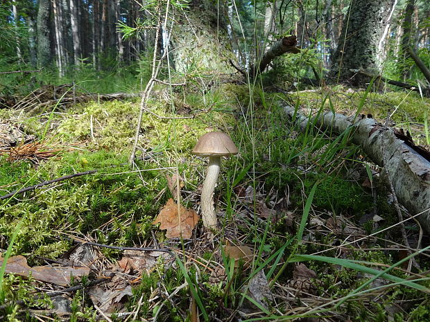 kozák Leccinum sp.