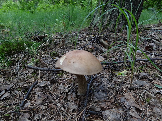 kozák Leccinum sp.