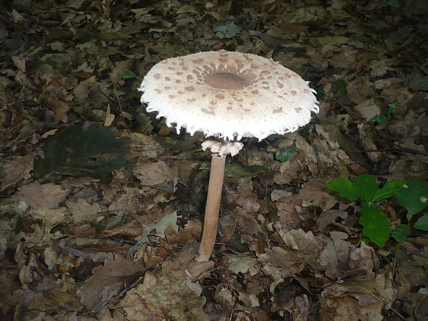 bedľa vysoká Macrolepiota procera (Scop.) Singer