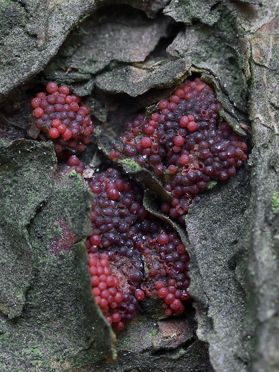 hlivka Neonectria fuckeliana (C. Booth) Castl. & Rossman