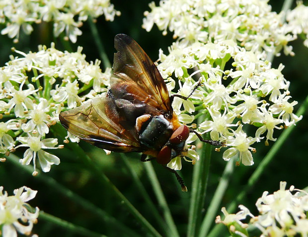 parazitická mucha Phasia hemiptera