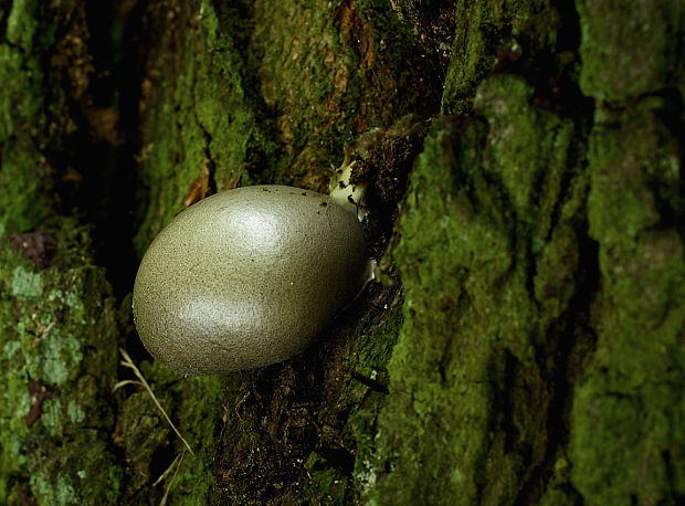 sieťnatka obyčajná Reticularia lycoperdon Bull.