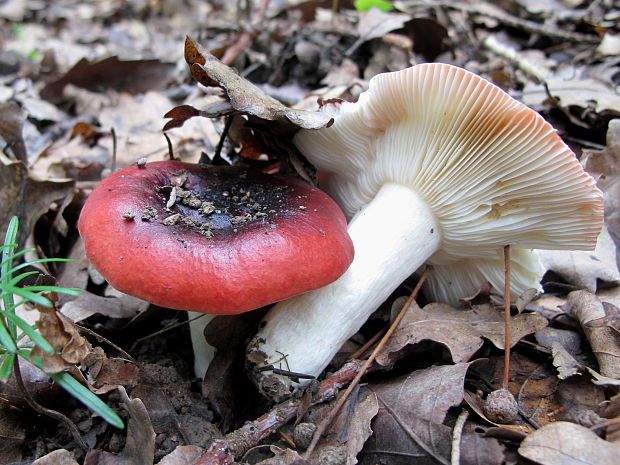 plávka Russula sp.