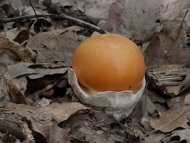 muchotrávka cisárska Amanita caesarea (Scop.) Pers.