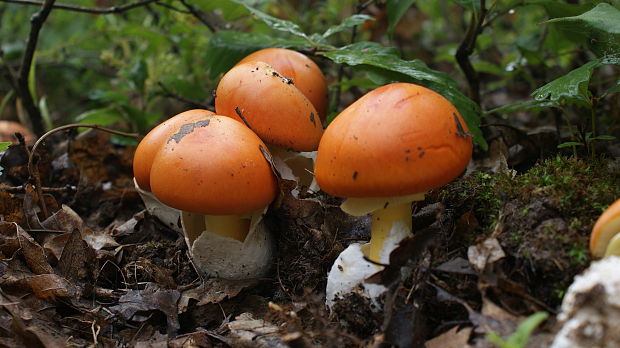 muchotrávka cisárska Amanita caesarea (Scop.) Pers.