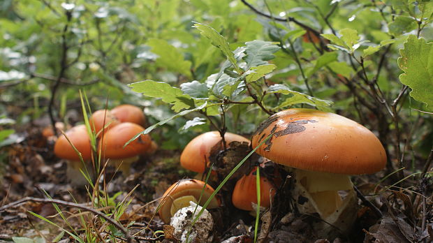 muchotrávka cisárska Amanita caesarea (Scop.) Pers.