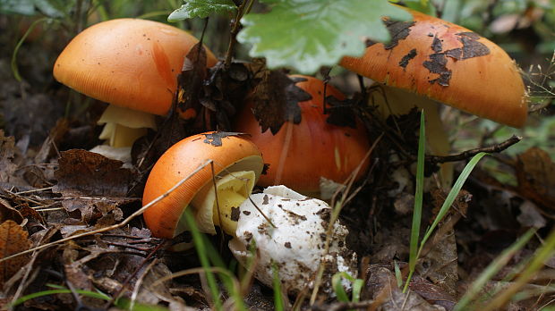 muchotrávka cisárska Amanita caesarea (Scop.) Pers.