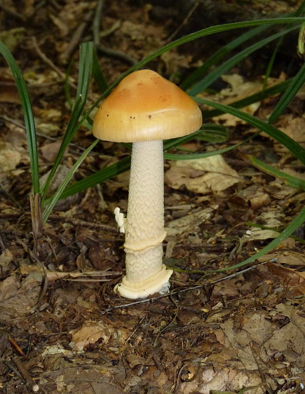 muchotrávka oranžová Amanita crocea (Quél.) Singer