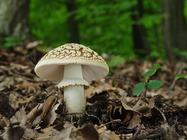 muchotrávka hrubá Amanita excelsa (Fr.) Bertill.