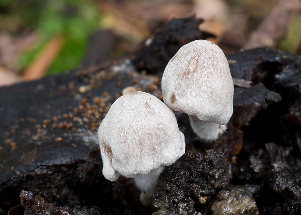 príživnica obyčajná Asterophora parasitica (Bull.) Singer