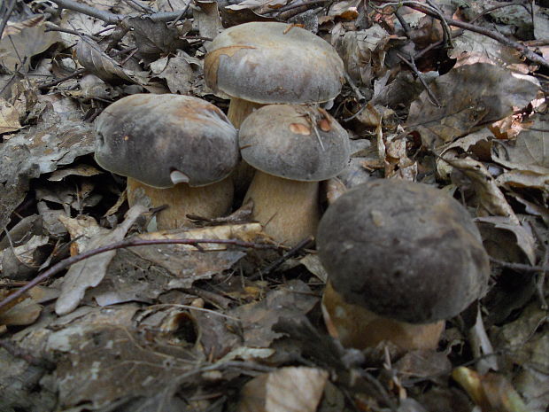 hríb bronzový  Boletus aereus Bull. ex Fr.