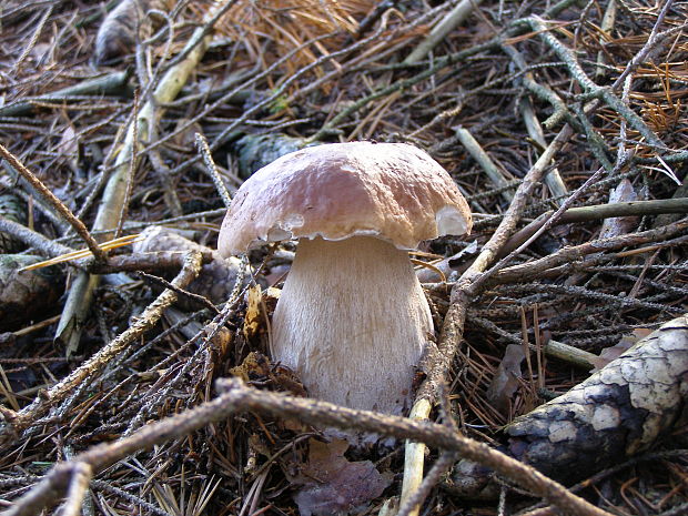 hríb smrekový Boletus edulis Bull.