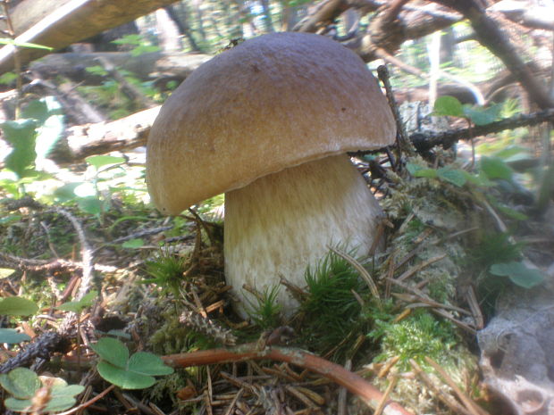 hríb smrekový Boletus edulis Bull.