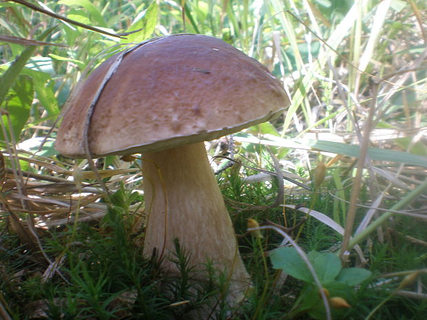 hríb smrekový Boletus edulis Bull.