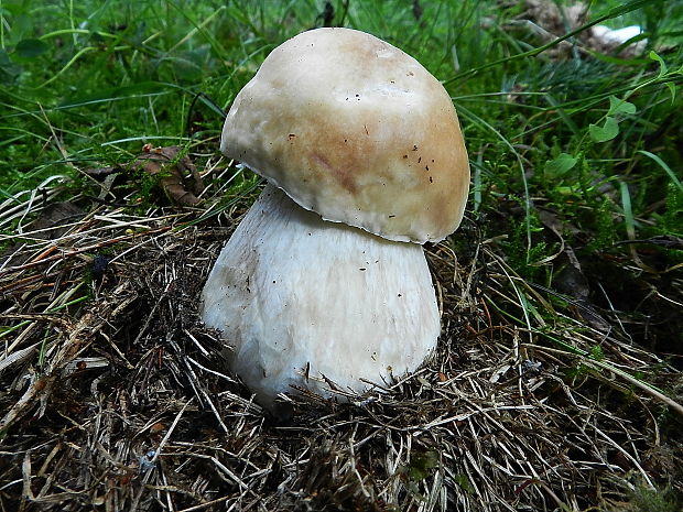 hríb smrekový Boletus edulis Bull.