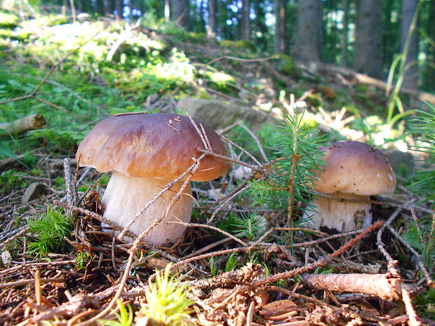 hríb dubový Boletus reticulatus Schaeff.