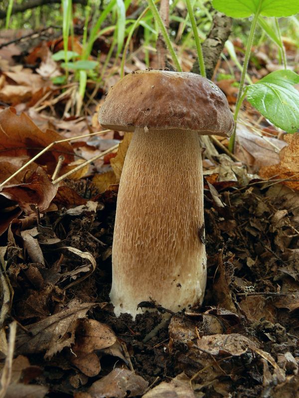 hríb dubový Boletus reticulatus Schaeff.