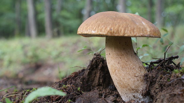 hríb dubový Boletus reticulatus Schaeff.