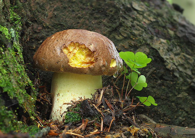 hríb horský Butyriboletus subappendiculatus (Dermek, Lazebn. & J. Veselský) D. Arora & J.L. Frank