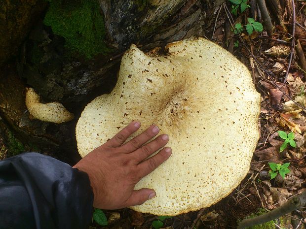 trúdnik šupinatý Cerioporus squamosus (Huds.) Quél.