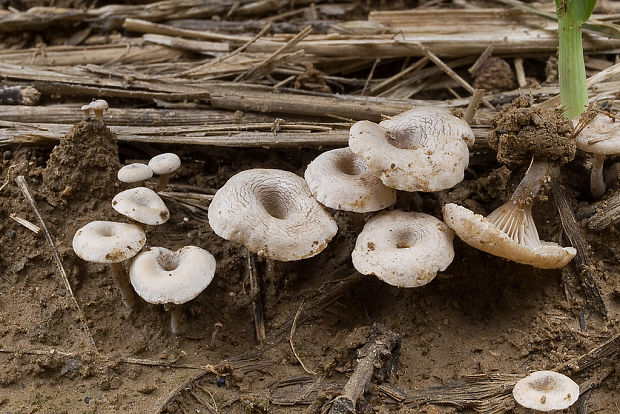 strmuľka pásikavá Clitocybe rivulosa (Pers.) Fr.