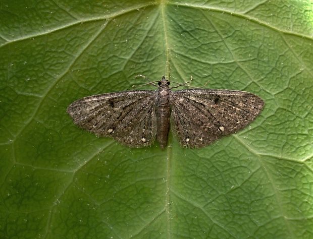 kvetnatka trojbodá Eupithecia tripunctaria Herrich-Schäffer, 1852