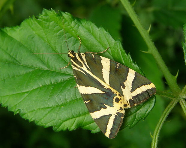 spriadač kostihojový Euplagia quadripunctaria