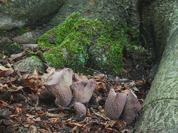 lievikovec kyjakovitý Gomphus clavatus (Pers.) Gray