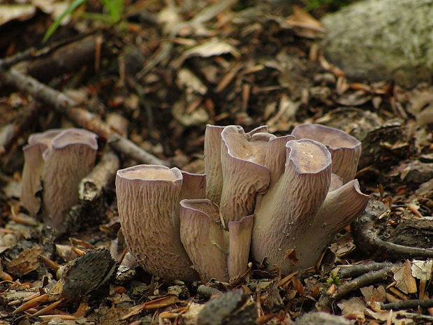 lievikovec kyjakovitý Gomphus clavatus (Pers.) Gray