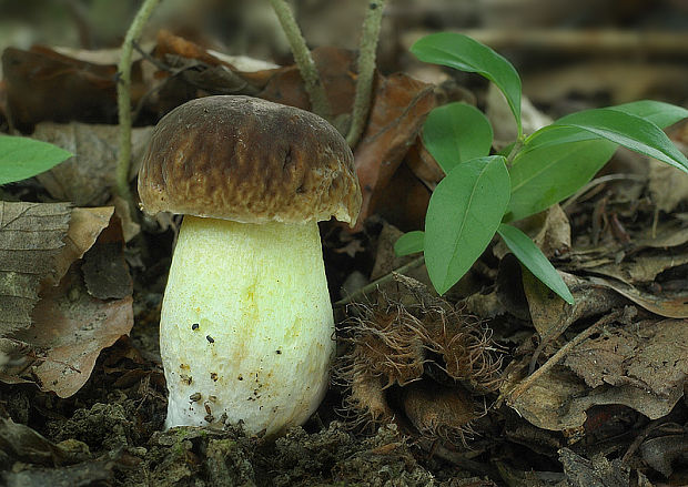 hríb jamkatý Hemileccinum depilatum (Redeuilh) Šutara