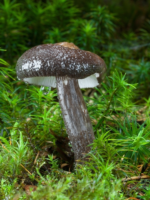 rýdzik čiernozamatový Lactarius lignyotus Fr.