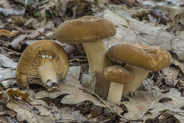 rýdzik vráskavý Lactarius pterosporus Romagn.