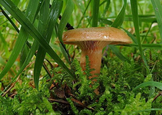 rýdzik Lactarius sp.