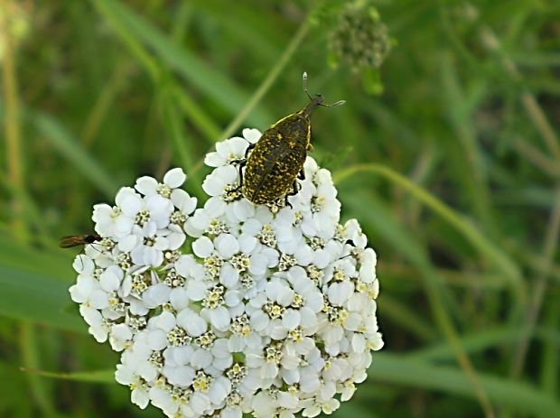 nosatec Larinus sturnus Schaller, 1873