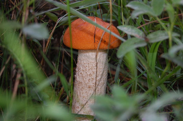 kozák osikový Leccinum albostipitatum den Bakker & Noordel.