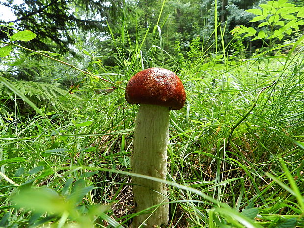 kozák osikový Leccinum albostipitatum den Bakker & Noordel.