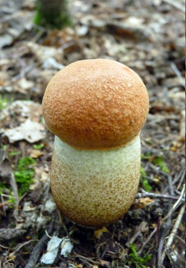 kozák dubový Leccinum aurantiacum (Bull.) Gray