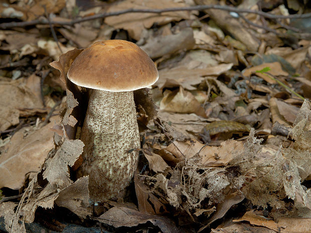 kozák hrabový Leccinum pseudoscabrum (Kallenb.) Šutara