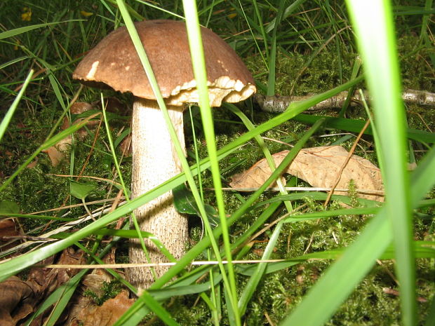 kozák brezový Leccinum scabrum (Bull.) Gray