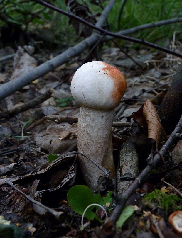 kozák Leccinum sp.