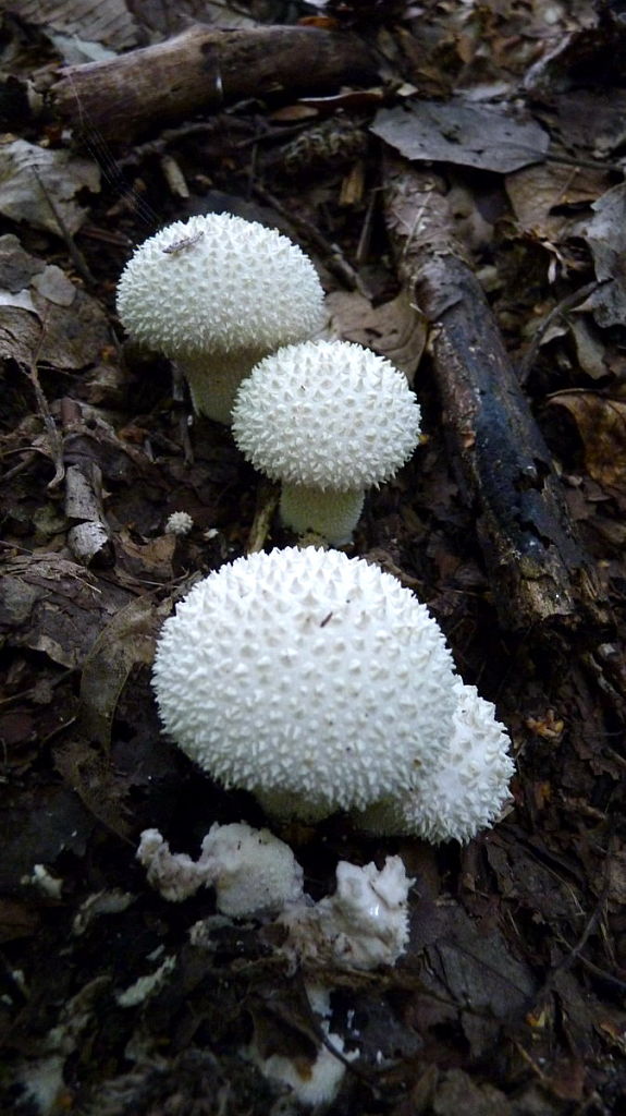 prášnica bradavičnatá Lycoperdon perlatum Pers.