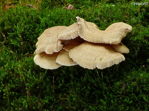 pňovka obyčajná Panellus stipticus (Bull.) P. Karst.