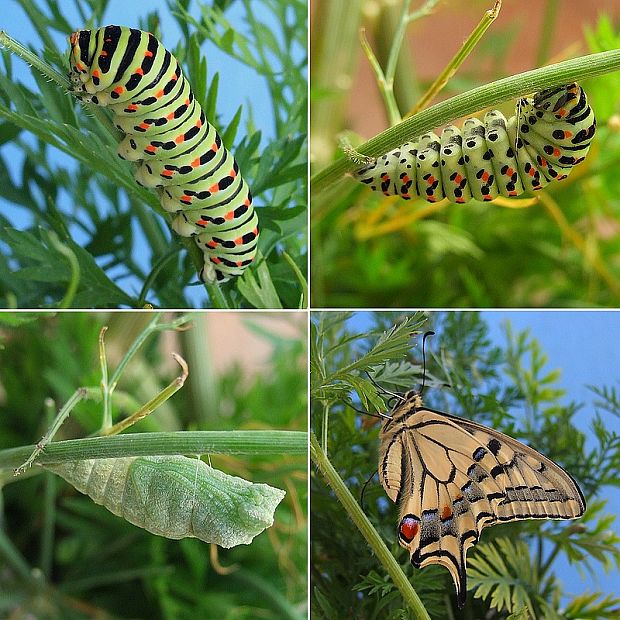 vidlochvost feniklový Papilio machaon Linnaeus, 1758