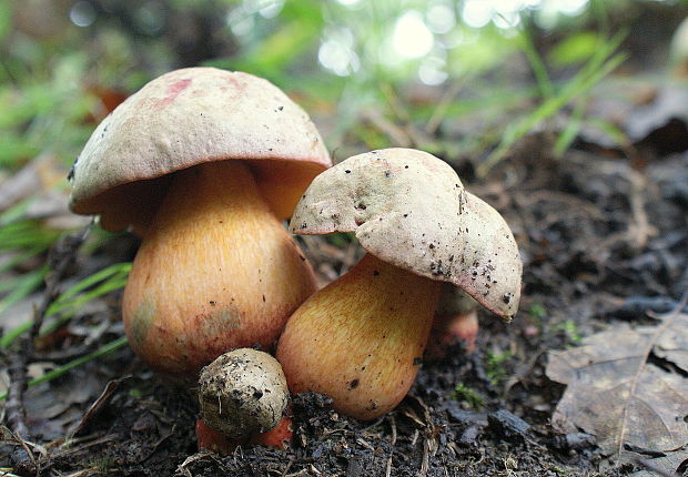 hríb Le Galovej Rubroboletus legaliae (Pilát & Dermek) Della Maggiora & Trassin.