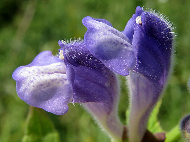 šišak vrúbkovaný Scutellaria galericulata L.