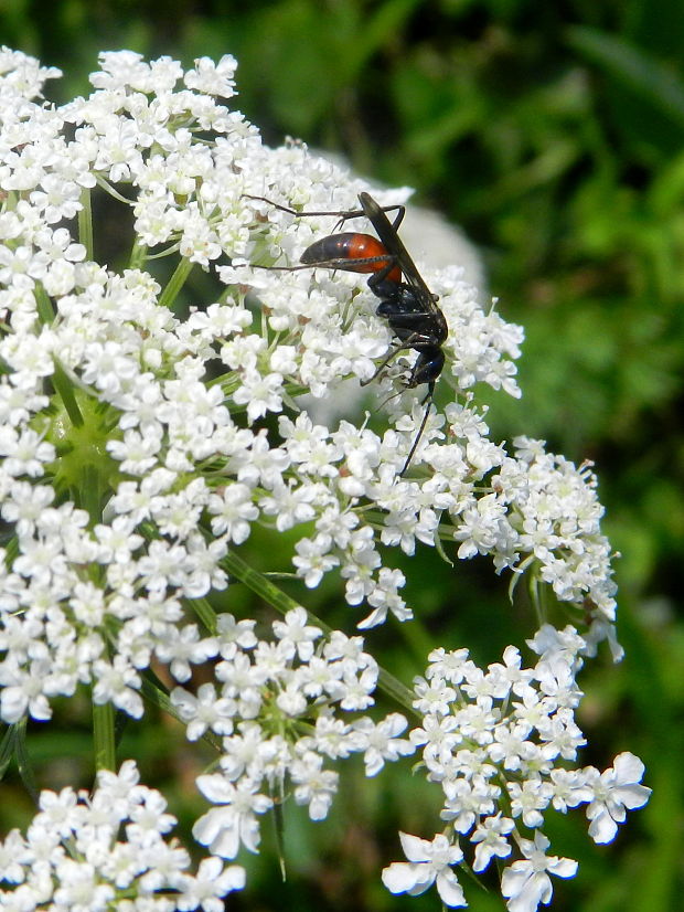 kutavka  Sphex flavipennis