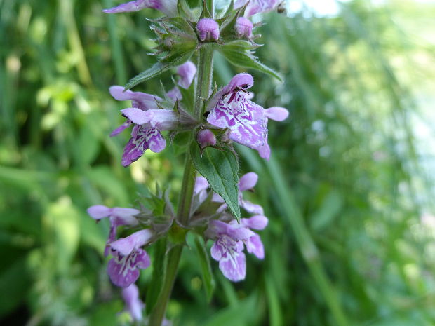 čistec lesný Stachys sylvatica L.