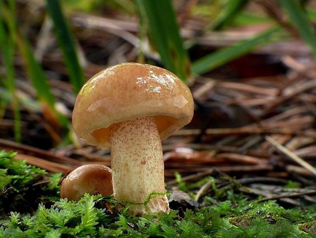 masliak zrnitý Suillus granulatus (L.) Roussel