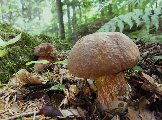 hríb zrnitohlúbikový Sutorius luridiformis (Rostk.) G. Wu & Zhu L. Yang